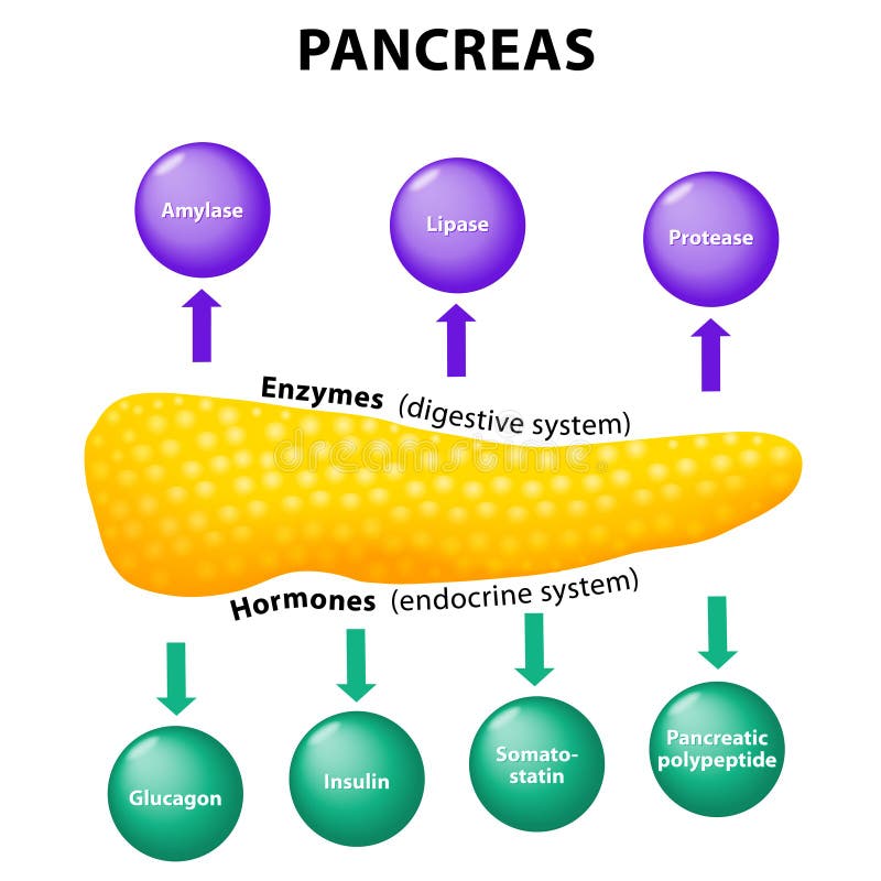 Pancreas. secretory function