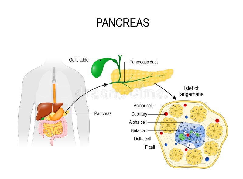 pancreas Siluetta umana con gli organi interni evidenziati Primo piano del pancreas e delle isole di Langerhans