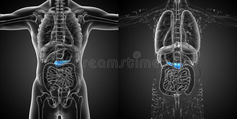Pancrease ελεύθερη απεικόνιση δικαιώματος