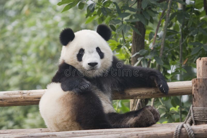2642 Sitting Cute Panda Stock Photos Free And Royalty Free Stock