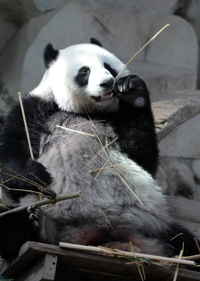 Panda στοκ εικόνες Panda στοκ εικόνες
