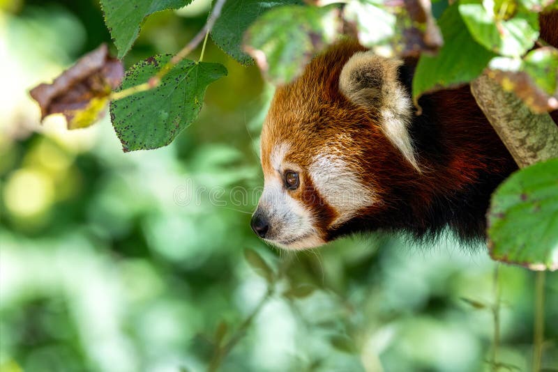 Panda ailurus adulți care se uită prin ramurile unui copac. o specie pe cale de dispariție originară din himalaya de est stock images