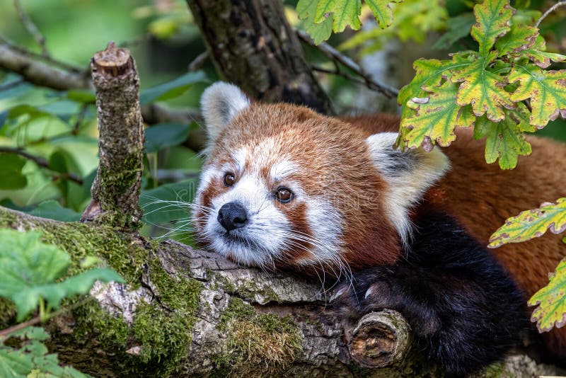Panda ailurus adulți într-un copac. o specie pe cale de dispariție originară din himalaya de est și din China de sud-vest stock photo
