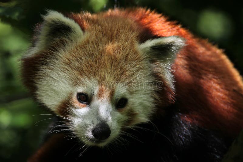 Panda ailurus fulgens. royalty free stock image