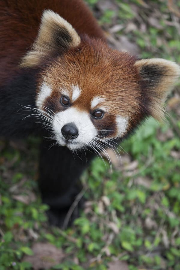 Panda ailurus fulgens roșu, cunoscut și sub numele de panda mai mică royalty free stock photo