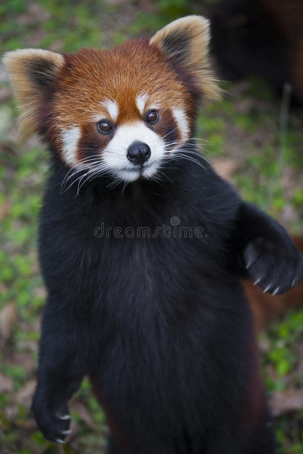 Panda ailurus fulgens roșu, cunoscut și sub numele de panda mai mică royalty free stock images