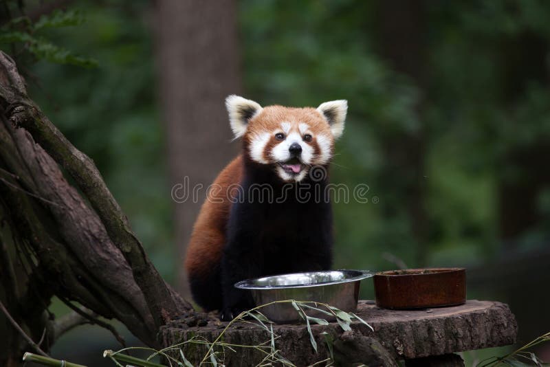 Panda ailurus fulgens royalty free stock photo