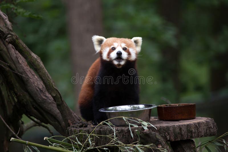 Panda ailurus fulgens stock image