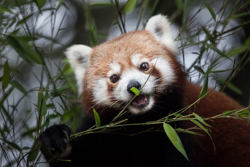 Panda ailurus fulgens stock images