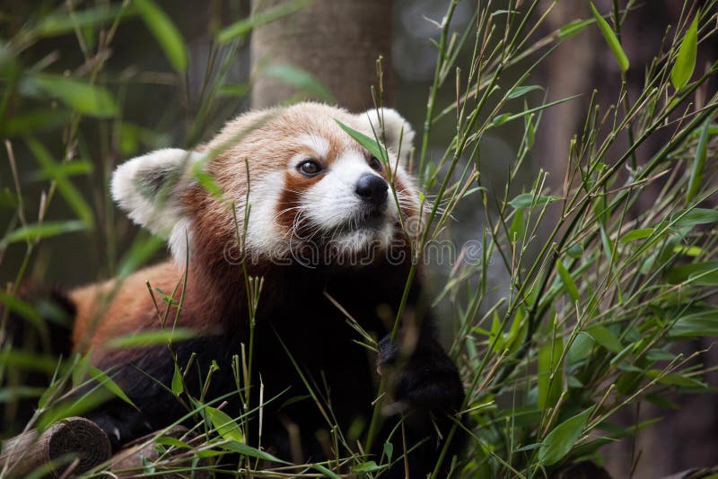 Panda ailurus fulgens stock photo