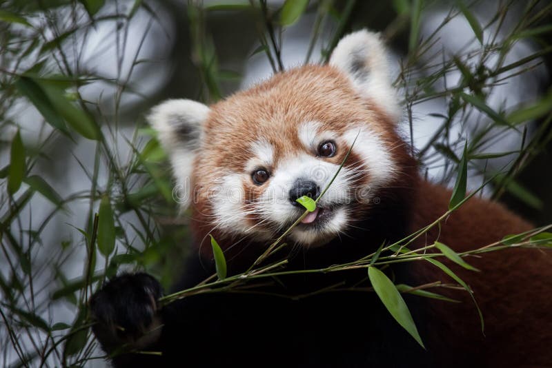 Panda ailurus fulgens stock photos