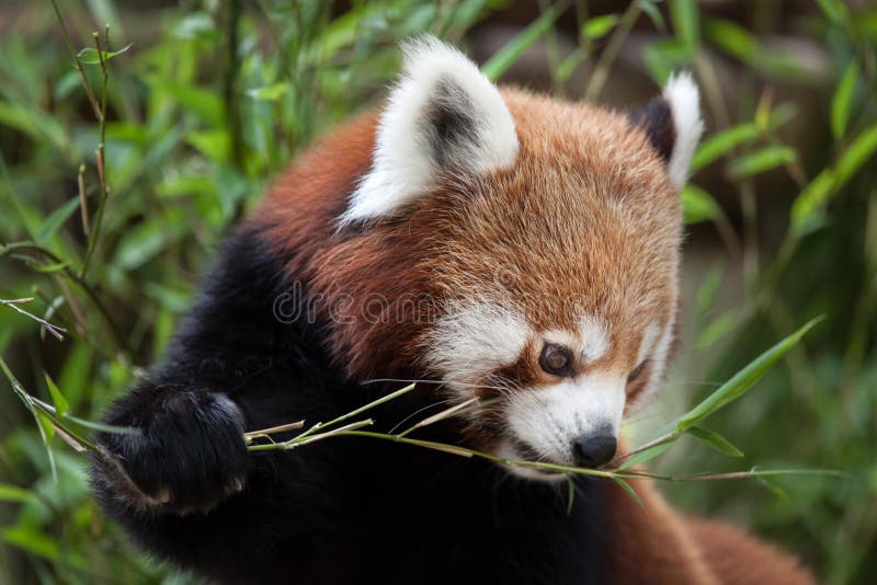 Panda ailurus fulgens royalty free stock photos