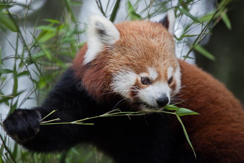 Panda ailurus fulgens stock photography