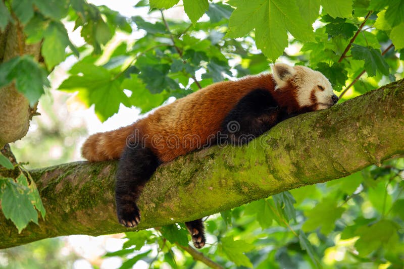 Panda ailurus roșii, esențiali pentru pădurile himalane și lanțurile muntoase din Asia stock image