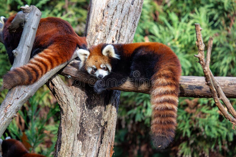 Panda ailurus roșii, esențiali pentru pădurile himalane și lanțurile muntoase din Asia stock photos