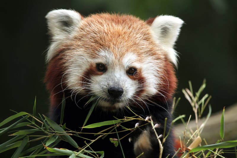 Panda ailurus roșu. royalty free stock photography