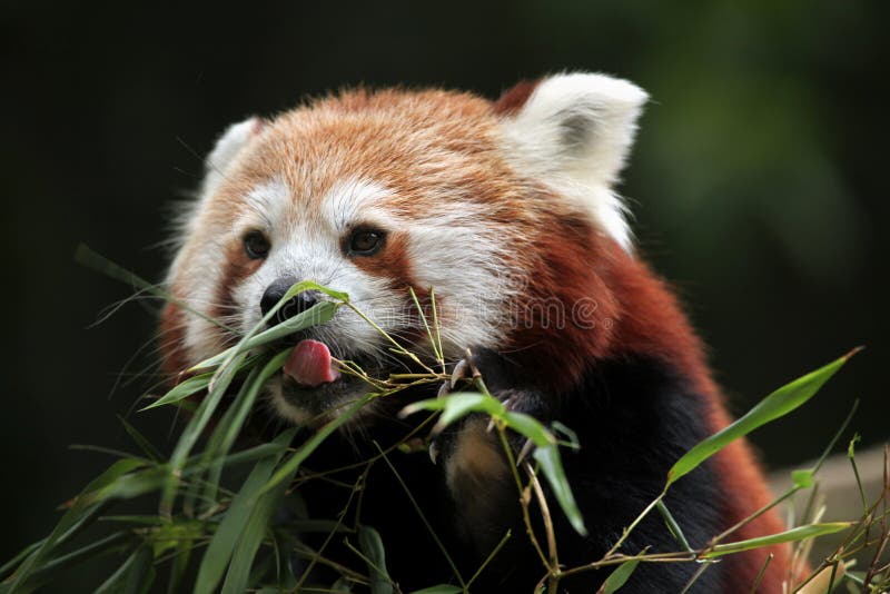 Panda ailurus roșu. royalty free stock photos