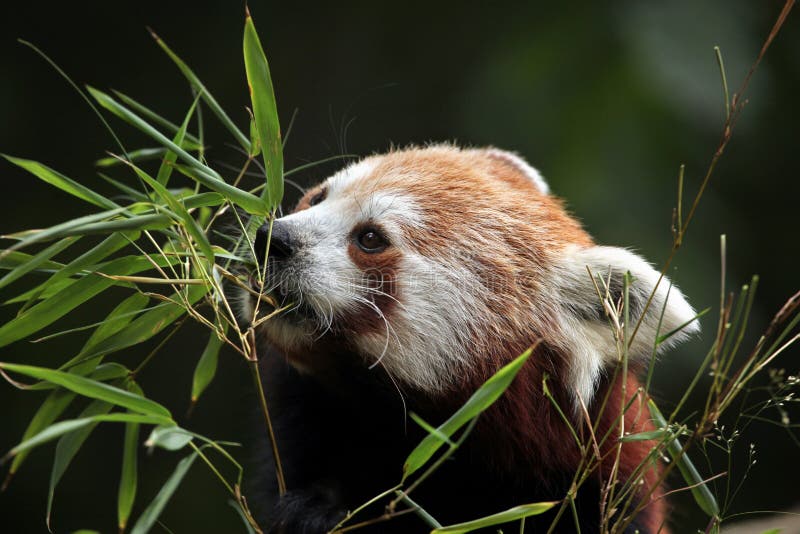 Panda ailurus roșu. royalty free stock image