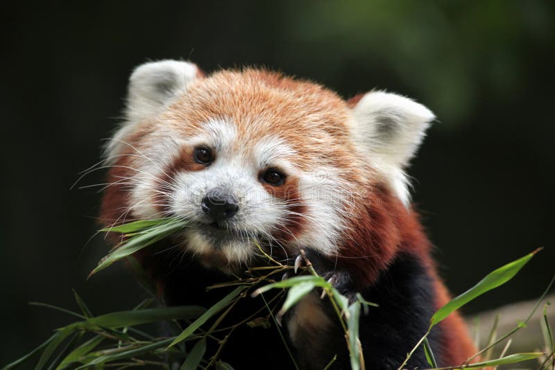 Panda ailurus roșu. royalty free stock image