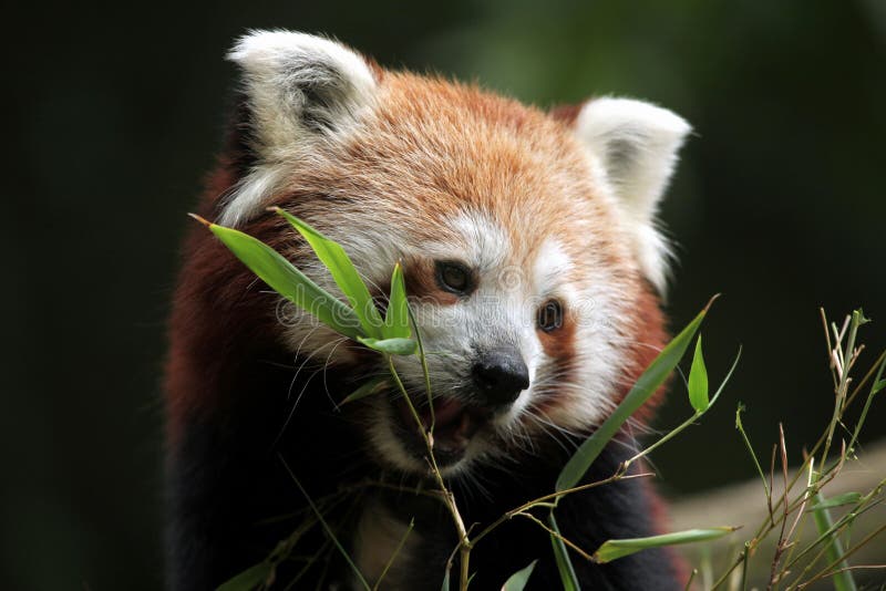 Panda ailurus roșu. stock images