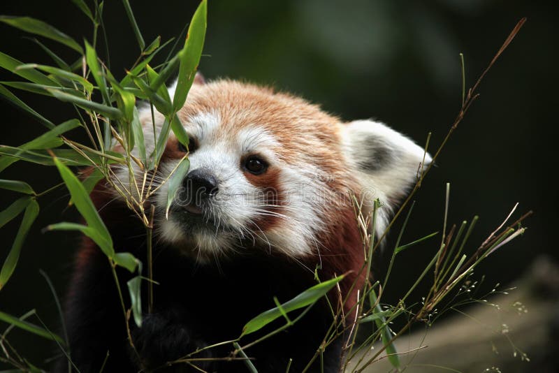 Panda ailurus roșu. stock photos