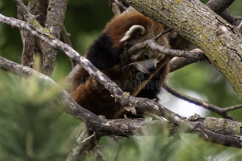 Panda ailurus stock photography