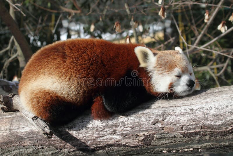 Panda ailurus roșu royalty free stock images