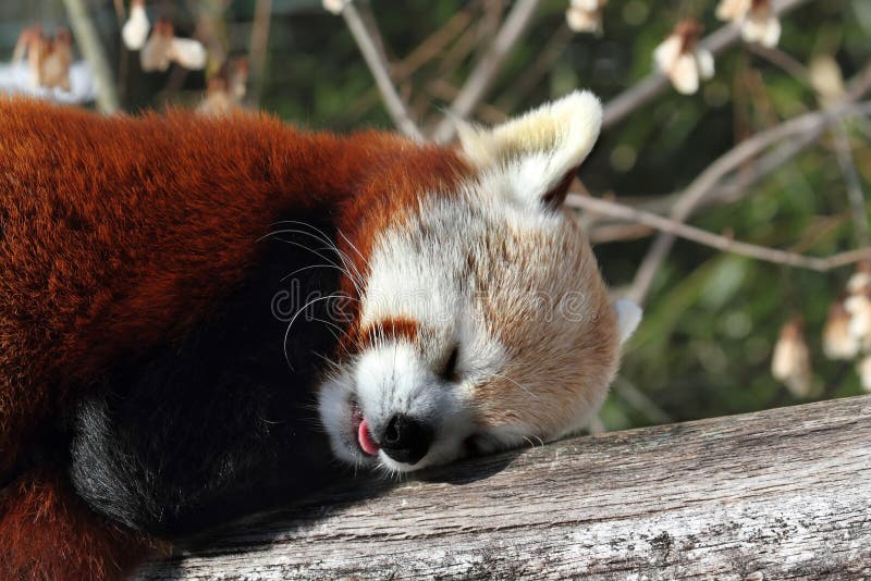 Panda ailurus roșu stock image
