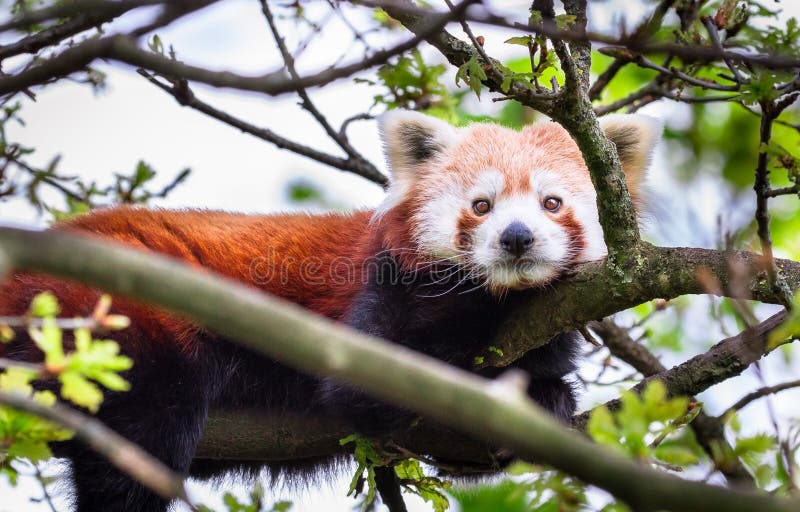 Panda ailurus roșu care se odihnește într-un copac stock image