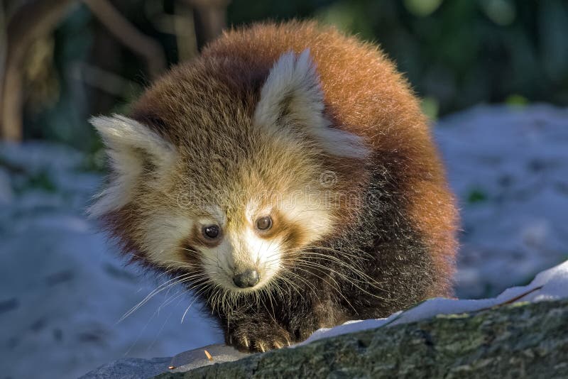 Panda ailurus roșu care se îndreaptă spre cameră royalty free stock photography