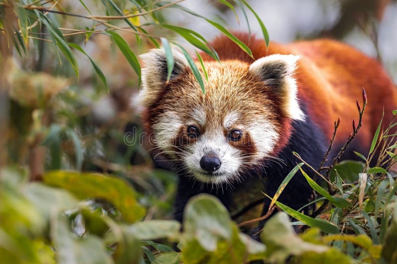 Panda ailurus roșu, cunoscut și ca panda mai mică, este un mamifer mic stock images