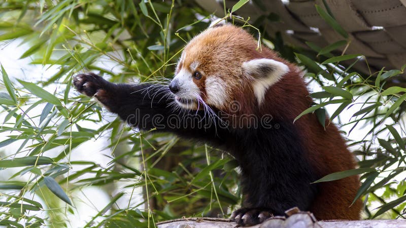 Panda ailurus roșu, cunoscut și sub numele de Firefox lesser panda sau redcatbear royalty free stock photo