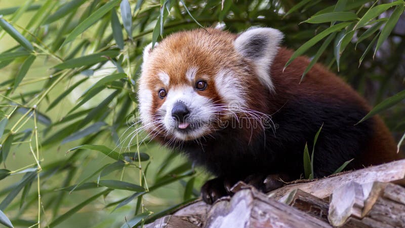 Panda ailurus roșu, cunoscut și sub numele de Firefox lesser panda sau redcatbear stock image