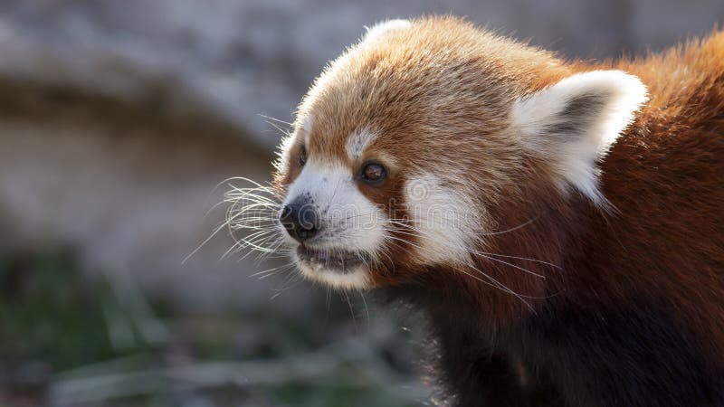Panda ailurus roșu, cunoscut și sub numele de Firefox lesser panda sau redcatbear royalty free stock photos