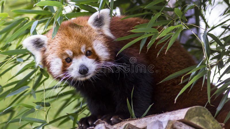 Panda ailurus roșu, cunoscut și sub numele de Firefox lesser panda sau redcatbear royalty free stock photos