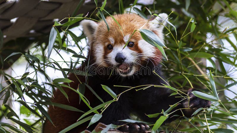 Panda ailurus roșu, cunoscut și sub numele de Firefox lesser panda sau redcatbear stock images