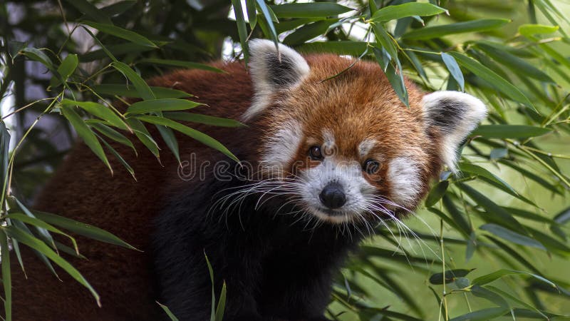 Panda ailurus roșu, cunoscut și sub numele de Firefox lesser panda sau redcatbear royalty free stock photos