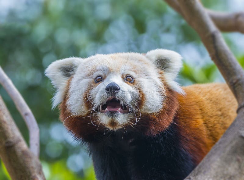 Panda ailurus roșu stock photos