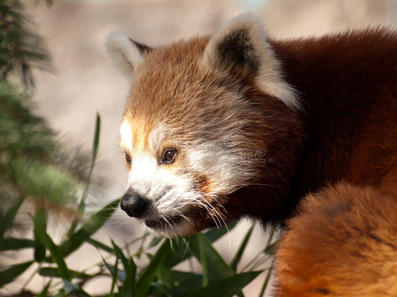 Panda ailurus roșu royalty free stock photos
