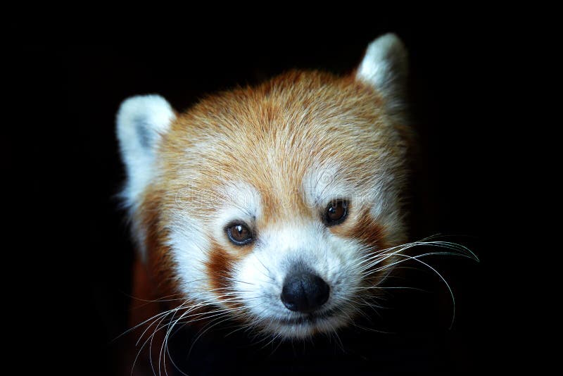 Panda ailurus roșu izolați pe fond negru. stock image