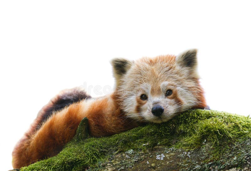 Panda ailurus roșu izolați stock image