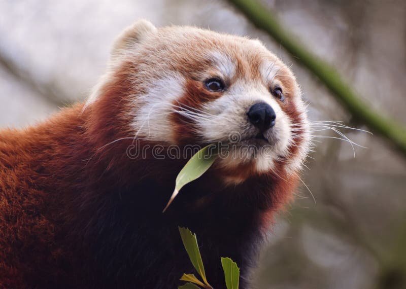 Panda ailurus roșu stock images
