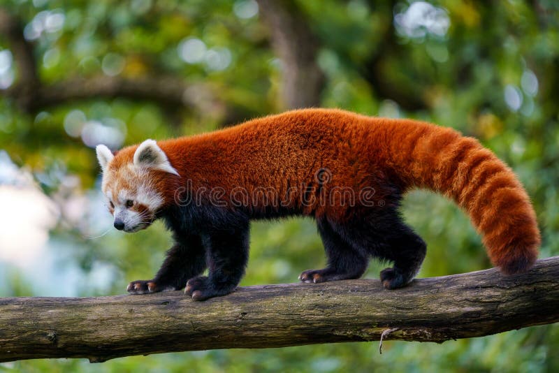 Panda ailurus roșu pe arbore. urs panda drăguț în habitatul forestier royalty free stock images