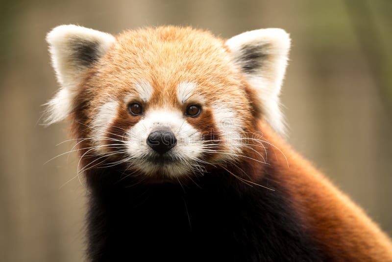 Panda ailurus roșu royalty free stock images