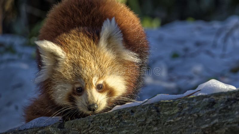 Panda ailurus roșu royalty free stock photography