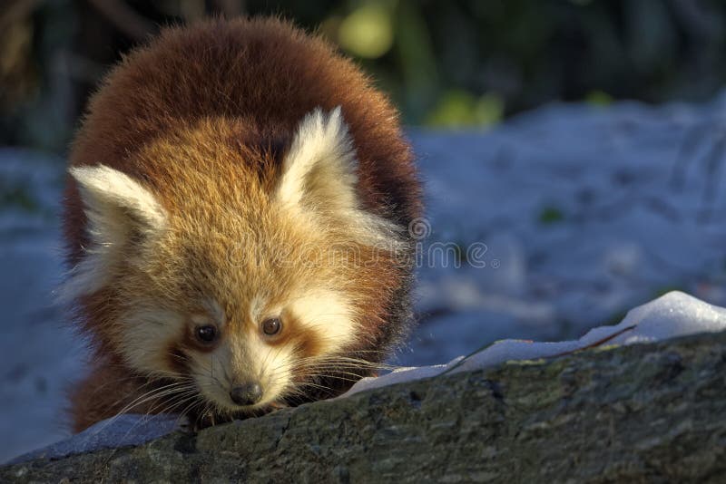 Panda ailurus roșu royalty free stock image