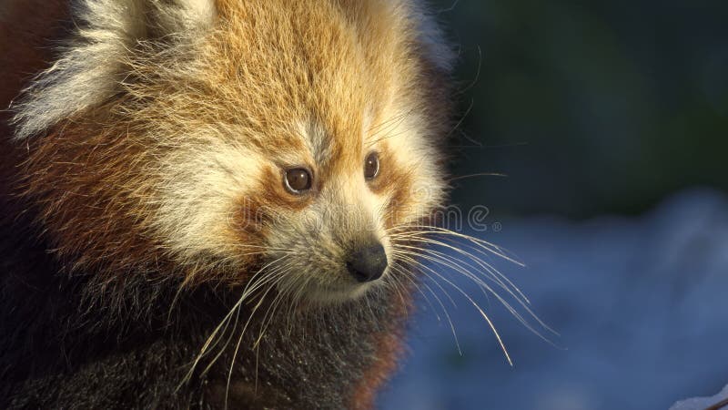Panda ailurus roșu royalty free stock photo
