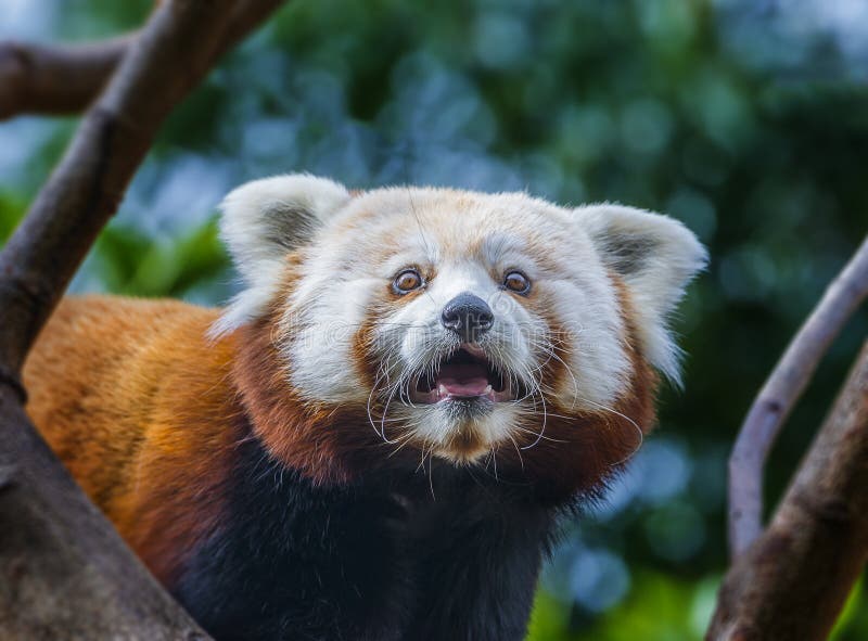 Panda ailurus roșu stock image
