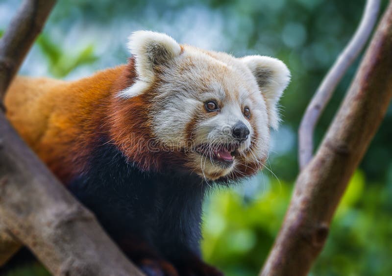 Panda ailurus roșu royalty free stock photo