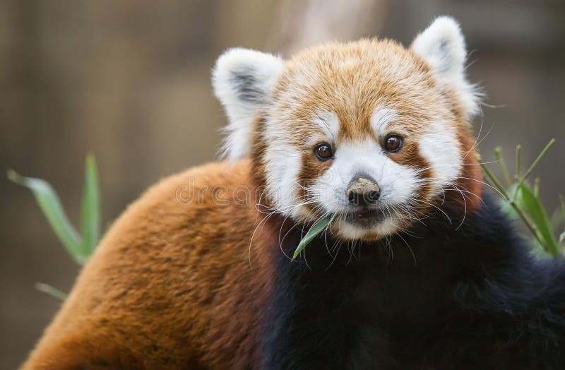 Panda ailurus roșu royalty free stock images